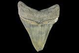 Serrated, Fossil Megalodon Tooth - Georgia #163272-1